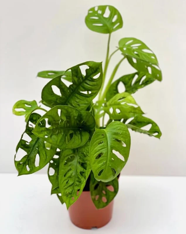 Monstera Adansonii Live Plant – Swiss Cheese Plant – 4 inch Pot – Indoor Tropical Houseplant - Image 3