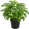 Monstera Adansonii Live Plant – Swiss Cheese Plant – 4 inch Pot – Indoor Tropical Houseplant - Image 1