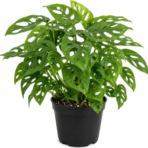 Monstera Adansonii Live Plant – Swiss Cheese Plant – 4 inch Pot – Indoor Tropical Houseplant - Image 1