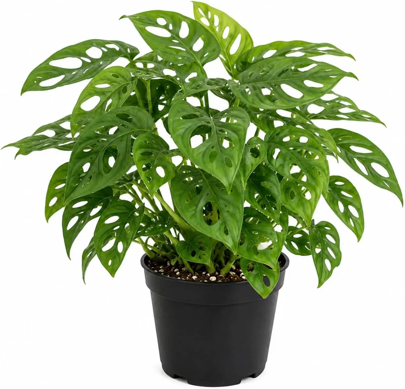 Monstera Adansonii Live Plant – Swiss Cheese Plant – 4 inch Pot – Indoor Tropical Houseplant - Image 1