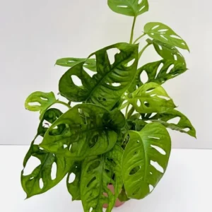 Monstera Adansonii Live Plant – Swiss Cheese Plant – 4 inch Pot – Indoor Tropical Houseplant - Image 4