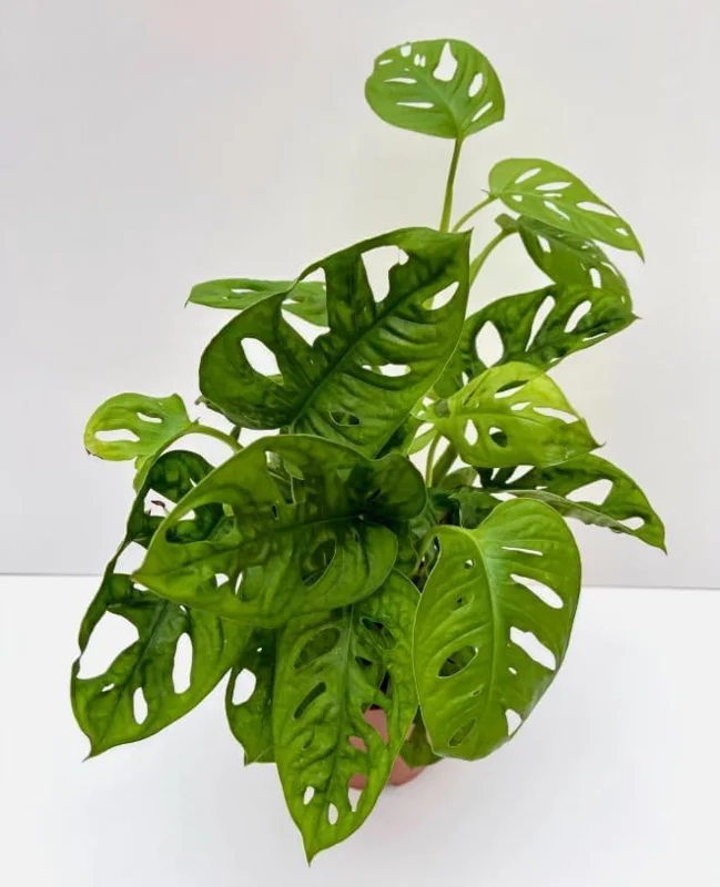 Monstera Adansonii Live Plant – Swiss Cheese Plant – 4 inch Pot – Indoor Tropical Houseplant - Image 4