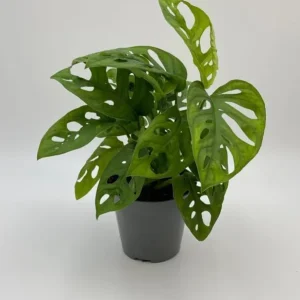 Monstera Adansonii Live Plant – Swiss Cheese Plant – 4 inch Pot – Indoor Tropical Houseplant - Image 5