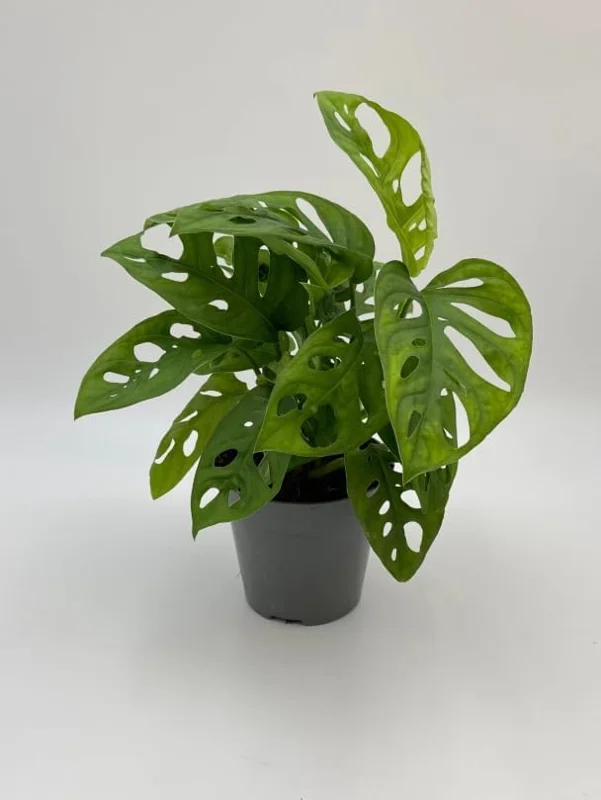Monstera Adansonii Live Plant – Swiss Cheese Plant – 4 inch Pot – Indoor Tropical Houseplant - Image 5
