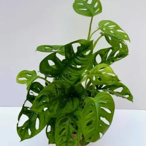 Monstera Adansonii Live Plant – Swiss Cheese Plant – 4