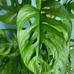 Monstera Adansonii Live Plant – Swiss Cheese Plant – 4 inch Pot – Indoor Tropical Houseplant - Image 6