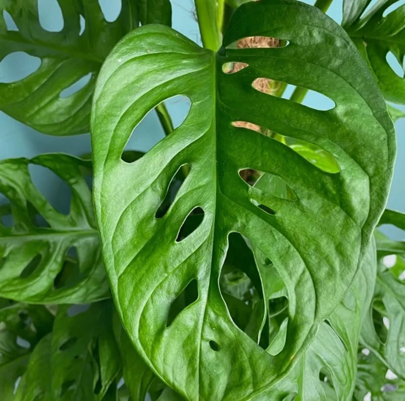 Monstera Adansonii Live Plant – Swiss Cheese Plant – 4 inch Pot – Indoor Tropical Houseplant - Image 6