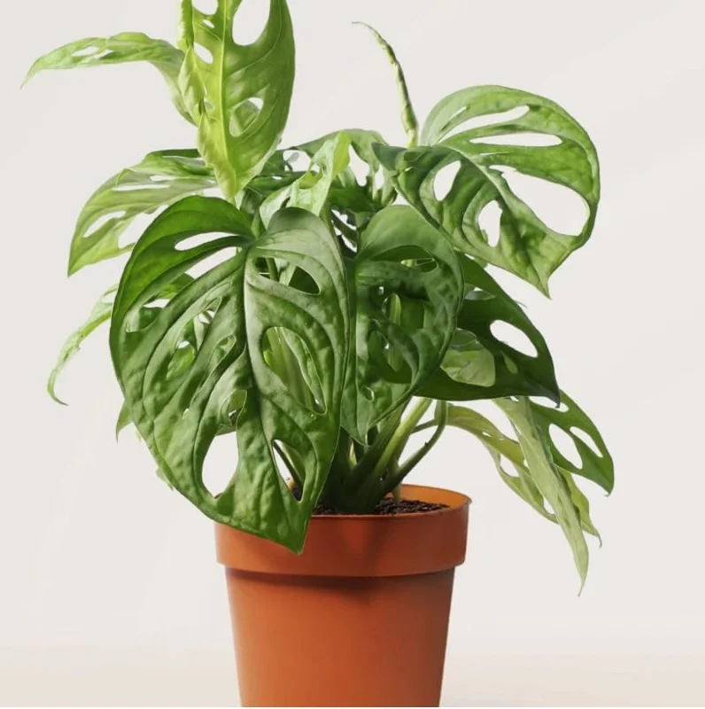 Monstera Adansonii Live Plant – Swiss Cheese Plant – 4 inch Pot – Indoor Tropical Houseplant - Image 7