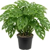 Monstera Adansonii Live Plant – Swiss Cheese Plant – 4" Pot – Tropical Houseplant - Image 1