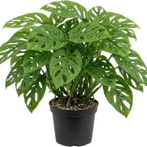 Monstera Adansonii Live Plant – Swiss Cheese Plant – 4