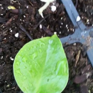 Monstera Deliciosa Green Seedling - Potted Live Houseplant - Image 1