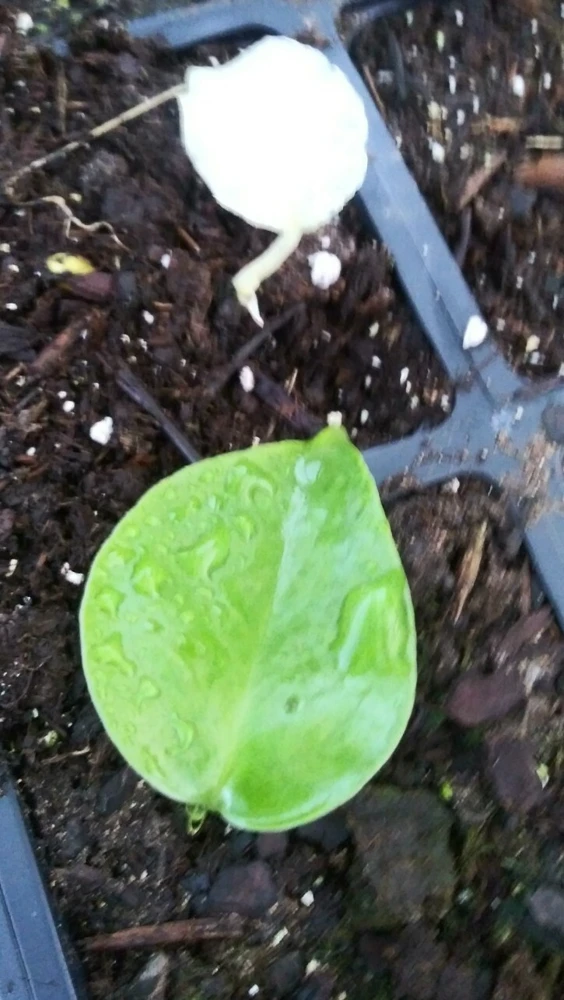 Monstera Deliciosa Green Seedling - Potted Live Houseplant - Image 1