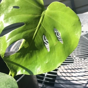 Monstera Deliciosa Live Plant - Philodendron Split Leaf 1 Gallon Bare Root - Image 2
