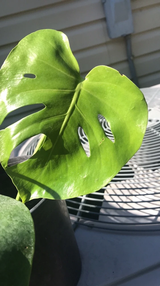 Monstera Deliciosa Live Plant - Philodendron Split Leaf 1 Gallon Bare Root - Image 2