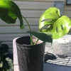 Monstera Deliciosa Live Plant - Philodendron Split Leaf 1 Gallon Bare Root - Image 1