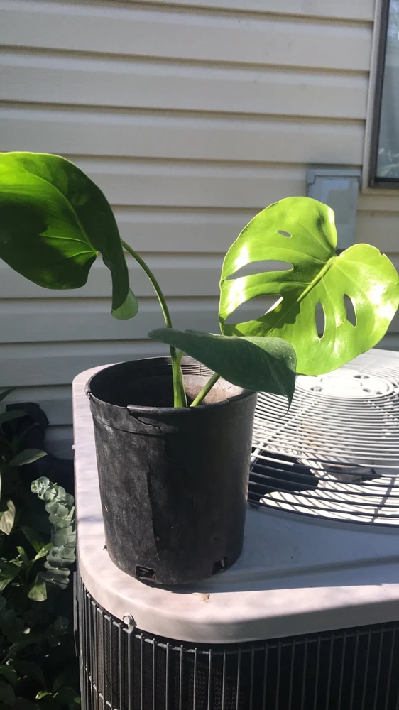 Monstera Deliciosa Live Plant - Philodendron Split Leaf 1 Gallon Bare Root - Image 1