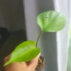 Monstera Deliciosa Live Plant - Split-Leaf Philodendron, 4 in, Indoor/Outdoor - Image 1