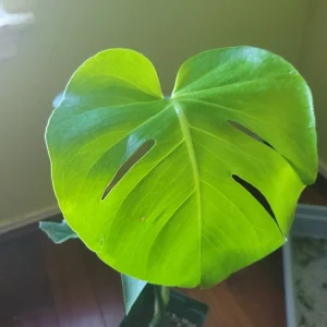 Monstera Deliciosa Live Plant - Split-Leaf Swiss Cheese Philodendron - Image 2
