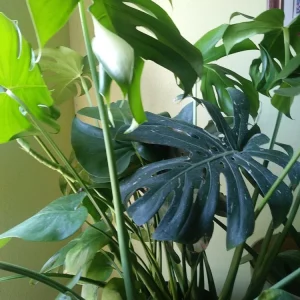 Monstera Deliciosa Live Plant - Split Leaf Swiss Cheese Plant, Potted Indoor, 8 oz Pot - Image 2