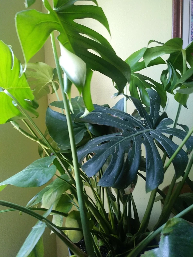 Monstera Deliciosa Live Plant - Split Leaf Swiss Cheese Plant, Potted Indoor, 8 oz Pot - Image 2