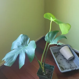 Monstera Deliciosa Live Plant - Split-Leaf Swiss Cheese Philodendron - Image 3