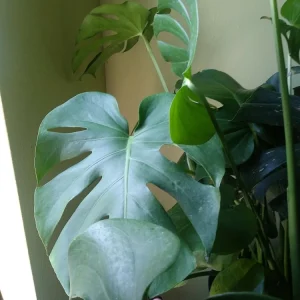 Monstera Deliciosa Live Plant - Split Leaf Swiss Cheese Plant, Potted Indoor, 8 oz Pot - Image 3