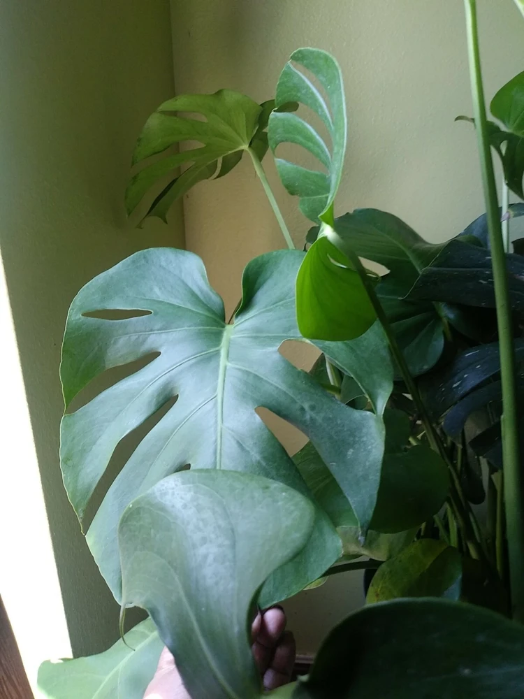 Monstera Deliciosa Live Plant - Split Leaf Swiss Cheese Plant, Potted Indoor, 8 oz Pot - Image 3