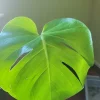 Monstera Deliciosa Live Plant - Split-Leaf Swiss Cheese Philodendron - Image 1