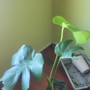 Monstera Deliciosa Live Plant - Split-Leaf Swiss Cheese Philodendron - Image 4