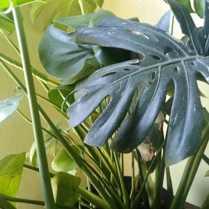 Monstera Deliciosa Live Plant - Split Leaf Swiss Cheese Plant, Potted Indoor, 8 oz Pot - Image 4