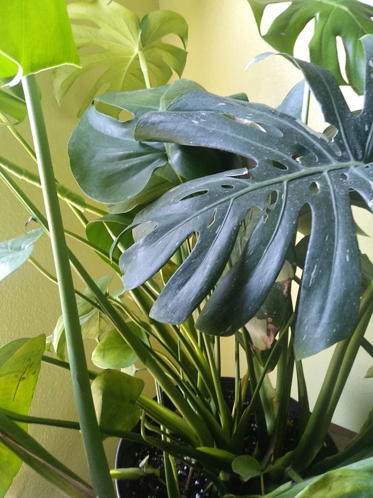 Monstera Deliciosa Live Plant - Split Leaf Swiss Cheese Plant, Potted Indoor, 8 oz Pot - Image 4