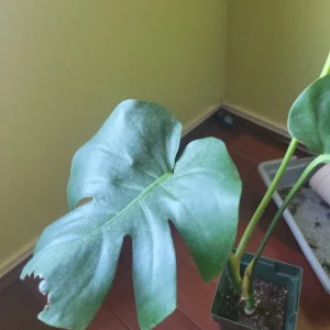 Monstera Deliciosa Live Plant - Split-Leaf Swiss Cheese Philodendron - Image 5