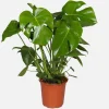 Monstera Deliciosa Live Plant – Swiss Cheese Philodendron – 4 Inch Pot – Indoor Tropical Houseplant - Image 1
