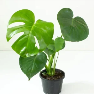 Monstera Deliciosa Live Plant – Swiss Cheese Philodendron – 4 Inch Pot – Indoor Tropical Houseplant - Image 2