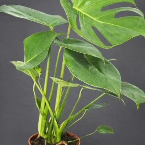 Monstera Deliciosa Live Plant – Swiss Cheese Philodendron – 4 Inch Pot – Indoor Tropical Houseplant - Image 3
