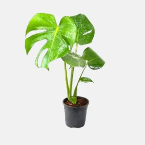 Monstera Deliciosa Live Plant – Swiss Cheese Philodendron – 4 Inch Pot – Indoor Tropical Houseplant - Image 4