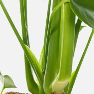 Monstera Deliciosa Live Plant – Swiss Cheese Philodendron – 4 Inch Pot – Indoor Tropical Houseplant - Image 5
