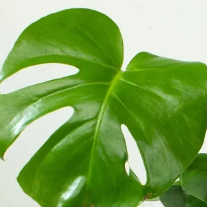 Monstera Deliciosa Live Plant – Swiss Cheese Philodendron – 4 Inch Pot – Indoor Tropical Houseplant - Image 6