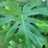 Monstera Deliciosa Live Plant - Swiss Cheese Plant, Evergreen Houseplant in 4 inch Pot, Indoor - Image 1