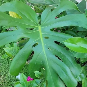 Monstera Deliciosa Live Plant - Swiss Cheese Plant, Evergreen Houseplant in 4 inch Pot, Indoor - Image 1