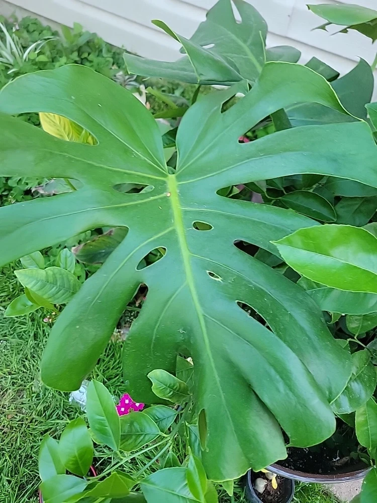 Monstera Deliciosa Live Plant - Swiss Cheese Plant, Evergreen Houseplant in 4 inch Pot, Indoor - Image 1