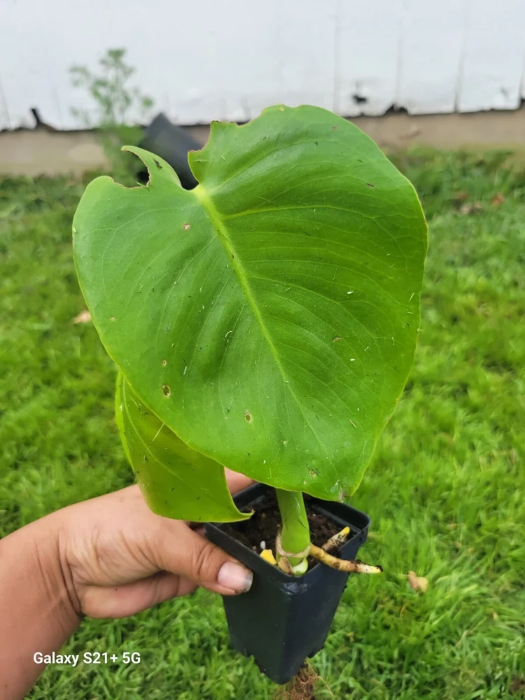 Monstera Deliciosa Live Plant - Swiss Cheese Plant, Evergreen Houseplant in 4 inch Pot, Indoor - Image 2