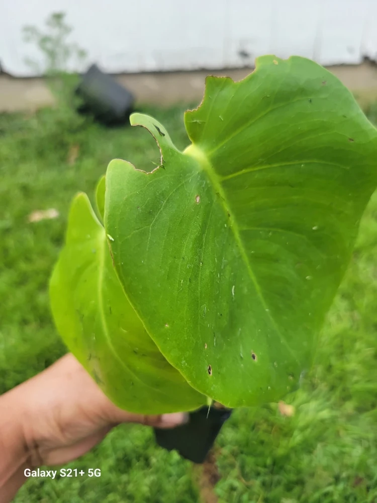 Monstera Deliciosa Live Plant - Swiss Cheese Plant, Evergreen Houseplant in 4 inch Pot, Indoor - Image 3