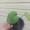 Monstera Deliciosa Live Plant - Swiss Cheese Plant, Evergreen, 2.5 inch Pot, Indoor - Image 1