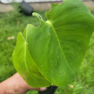 Monstera Deliciosa Live Plant - Swiss Cheese Plant - Potted Houseplant Indoor & Outdoor - Image 2