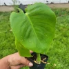Monstera Deliciosa Live Plant - Swiss Cheese Plant - Potted Houseplant Indoor & Outdoor - Image 1