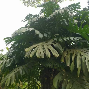 Monstera Deliciosa Live Plant - Swiss Cheese Plant Seedling in 2