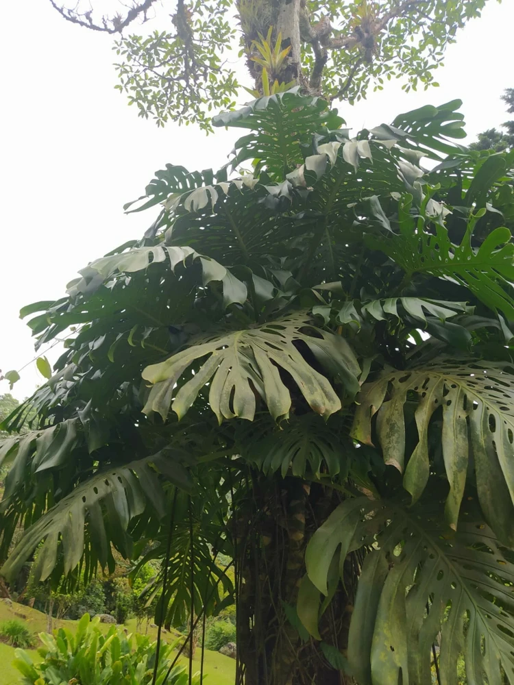 Monstera Deliciosa Live Plant - Swiss Cheese Plant Seedling in 2" Pot - Indoor/Outdoor - Image 2