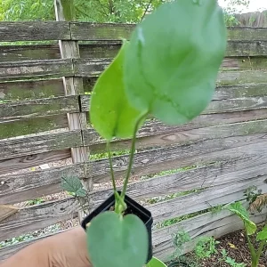 Monstera Deliciosa Live Plant - Swiss Cheese Plant Seedling in 2