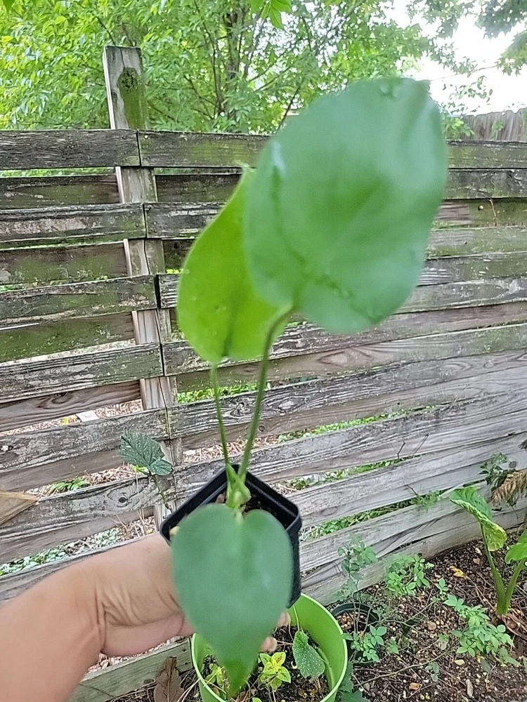 Monstera Deliciosa Live Plant - Swiss Cheese Plant Seedling in 2" Pot - Indoor/Outdoor - Image 3